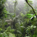Czym jest Amazonia?